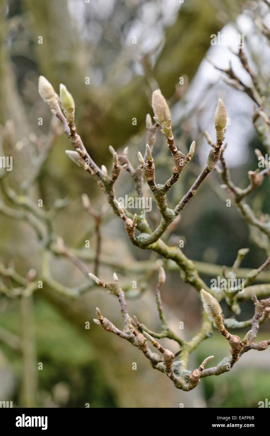 Die lenne Magnolia (Magnolia x soulangiana) Stockfoto
