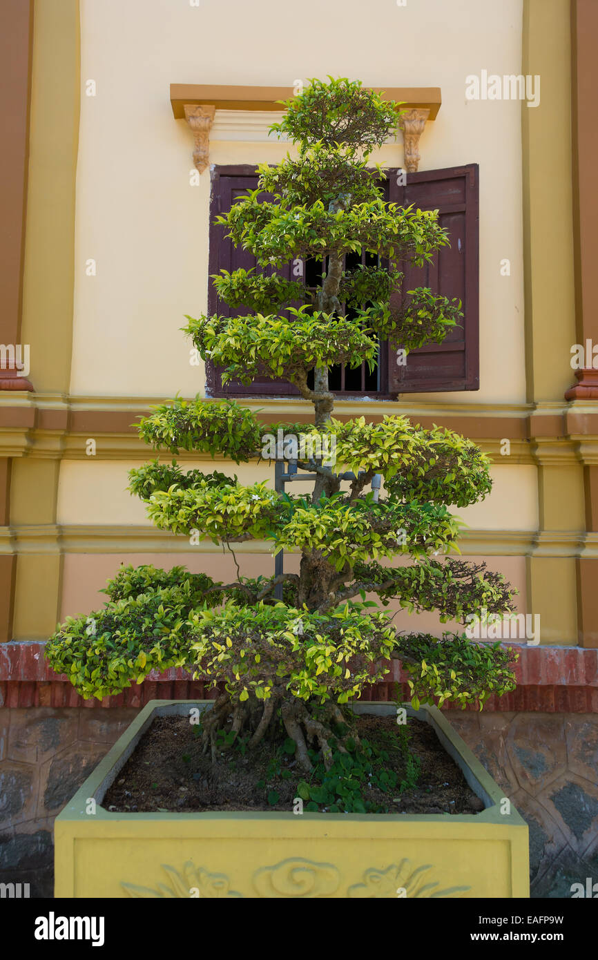 Bonsai immergrn -Fotos und -Bildmaterial in hoher Auflsung  Alamy