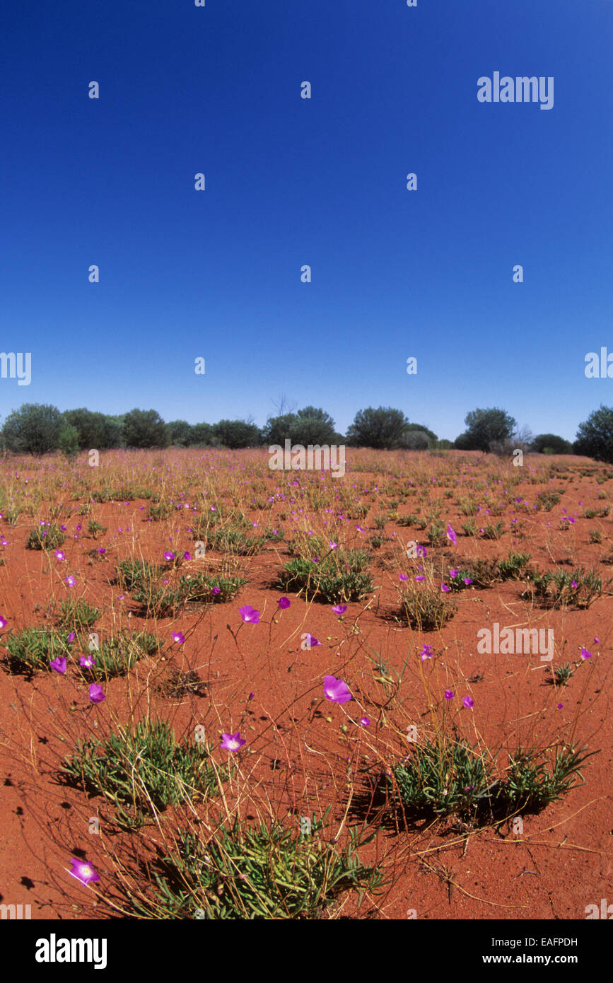 Ein Teppich aus Parakeelya Blüten (Calandrinia Balonensis) nach einem Niederschlag in den zentralen Wüste Regionen von Australien. Stockfoto