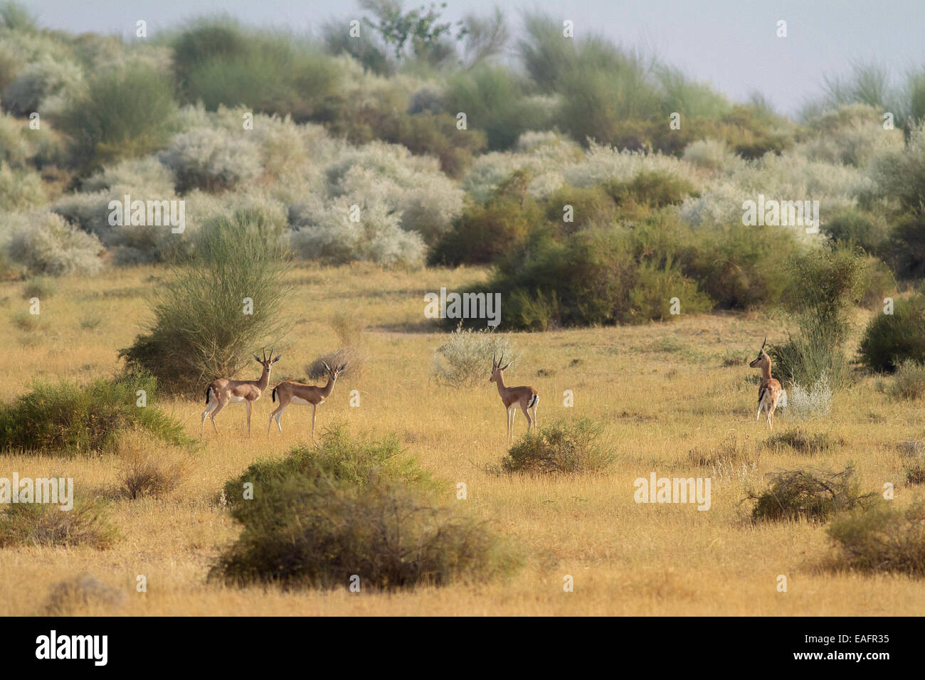 Chinkara oder indische Gazelle (Gazella Bennetti Sykes) Stockfoto