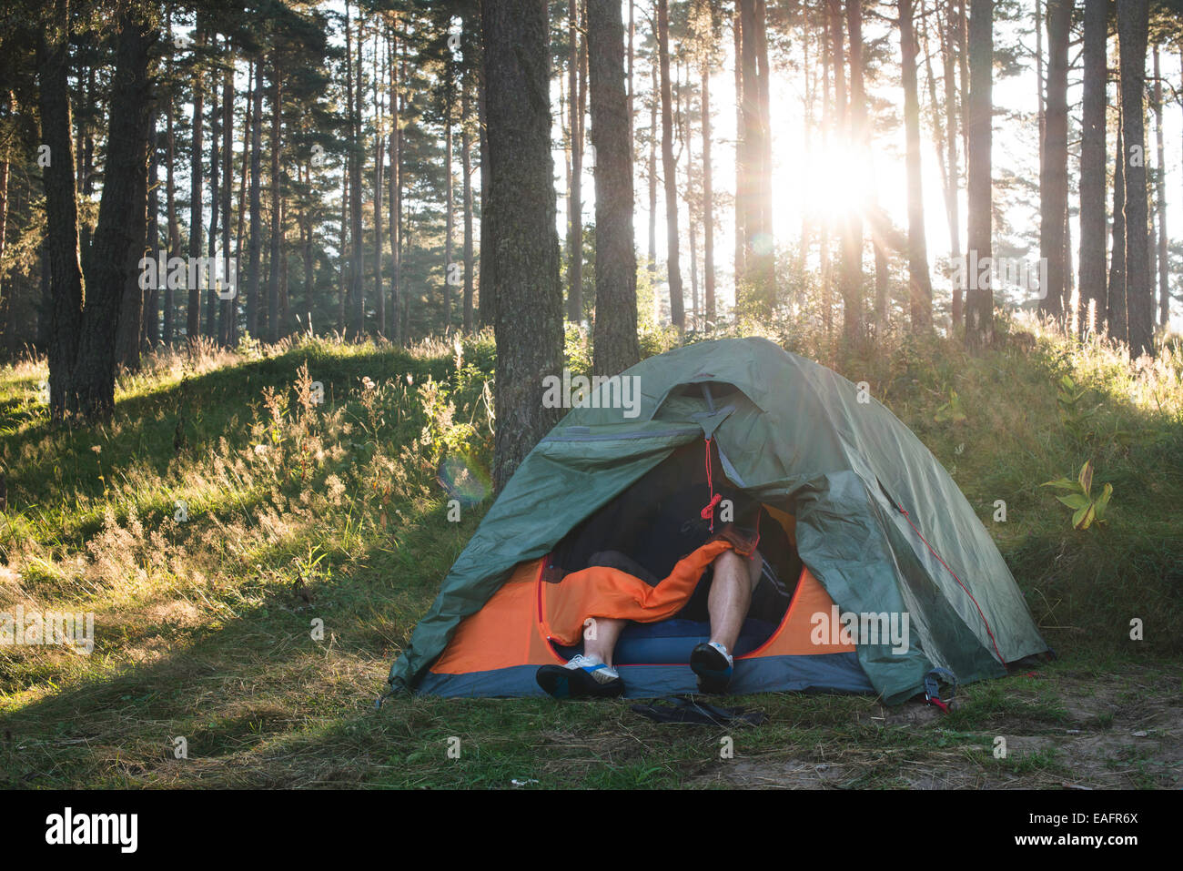 Zelt im Wald auf Sonnenlicht. Kiefern Stockfoto