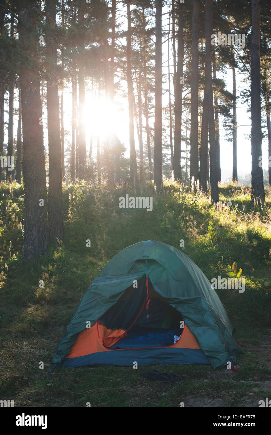 Zelt im Wald auf Sonnenlicht. Kiefern Stockfoto