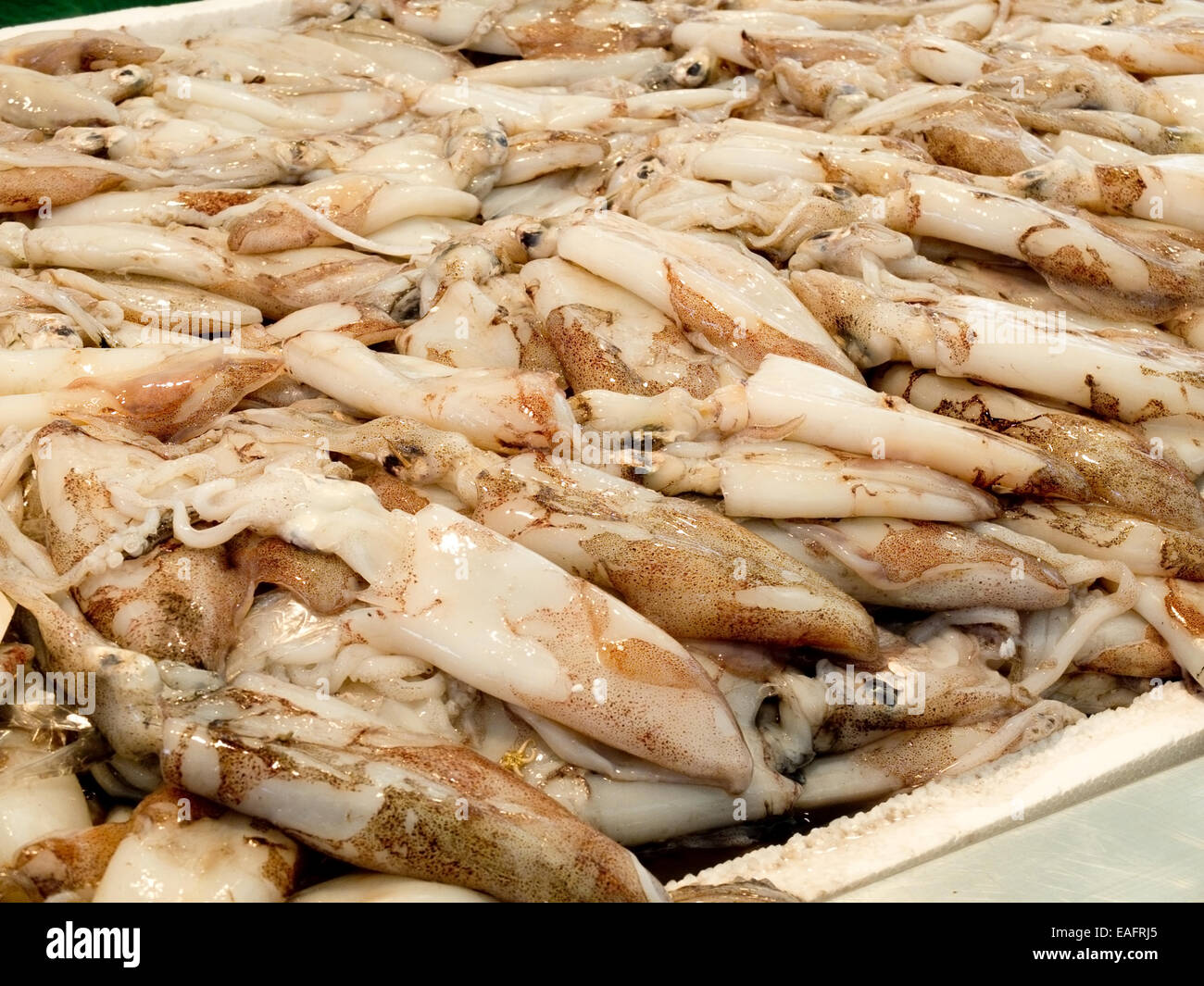 Frischer Tintenfisch in einem europäischen mediterranen Markt. Stockfoto