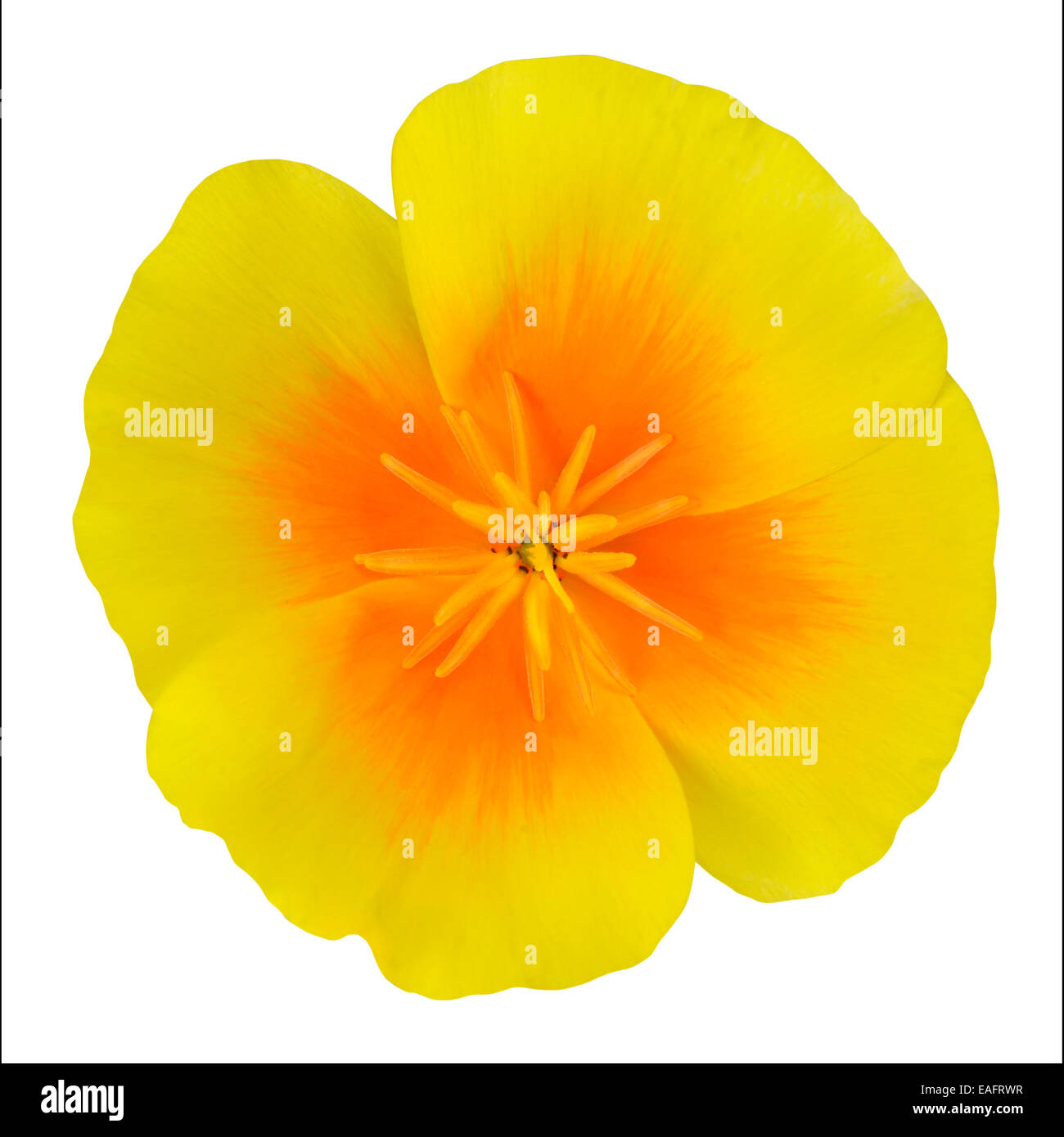 Gelbe Wildblume Blume mit Orange Center isoliert auf weißem Hintergrund Stockfoto