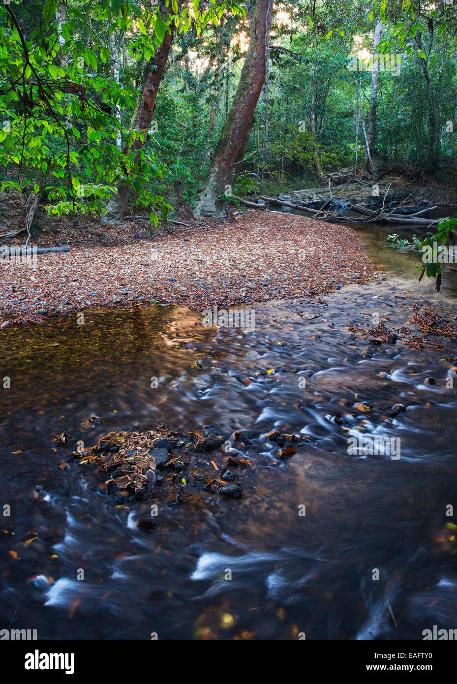 Süßwasser-Stream und tropischer Regenwald im Taman Negara Nationalpark, Malaysia Stockfoto