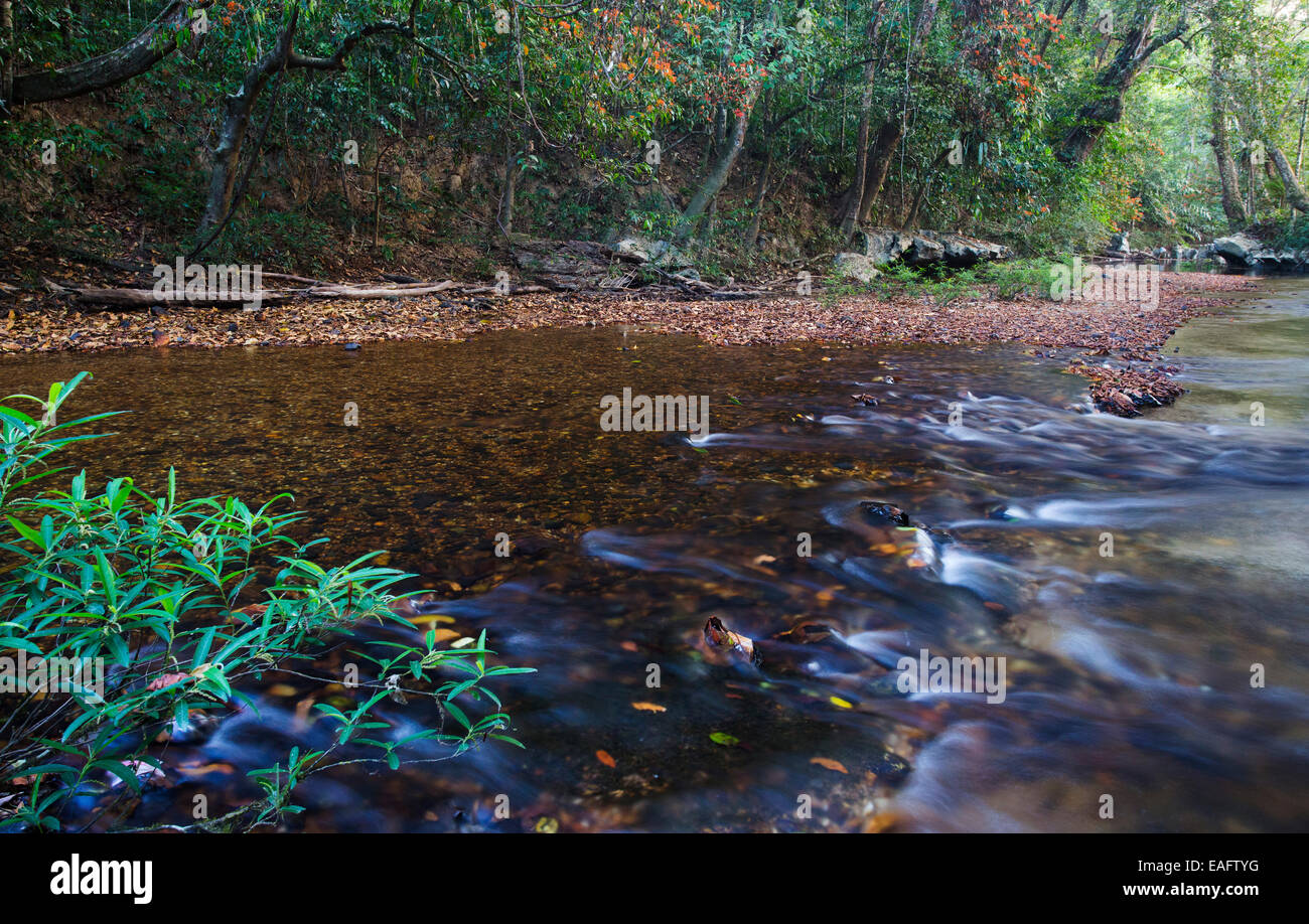 Süßwasser-Stream und tropischer Regenwald im Taman Negara Nationalpark, Malaysia Stockfoto