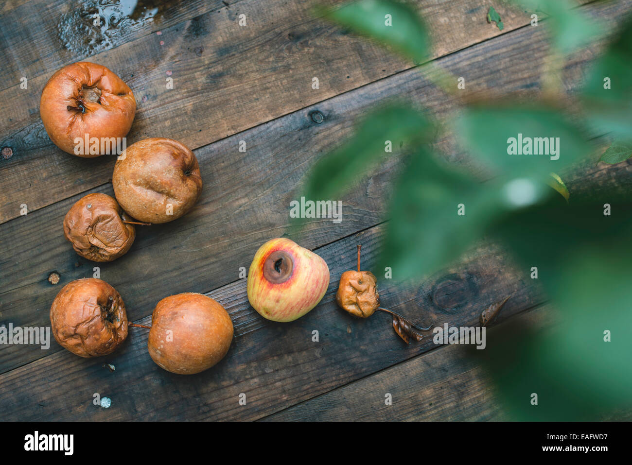 Faule Äpfel auf Holz. Tageslicht Stockfoto