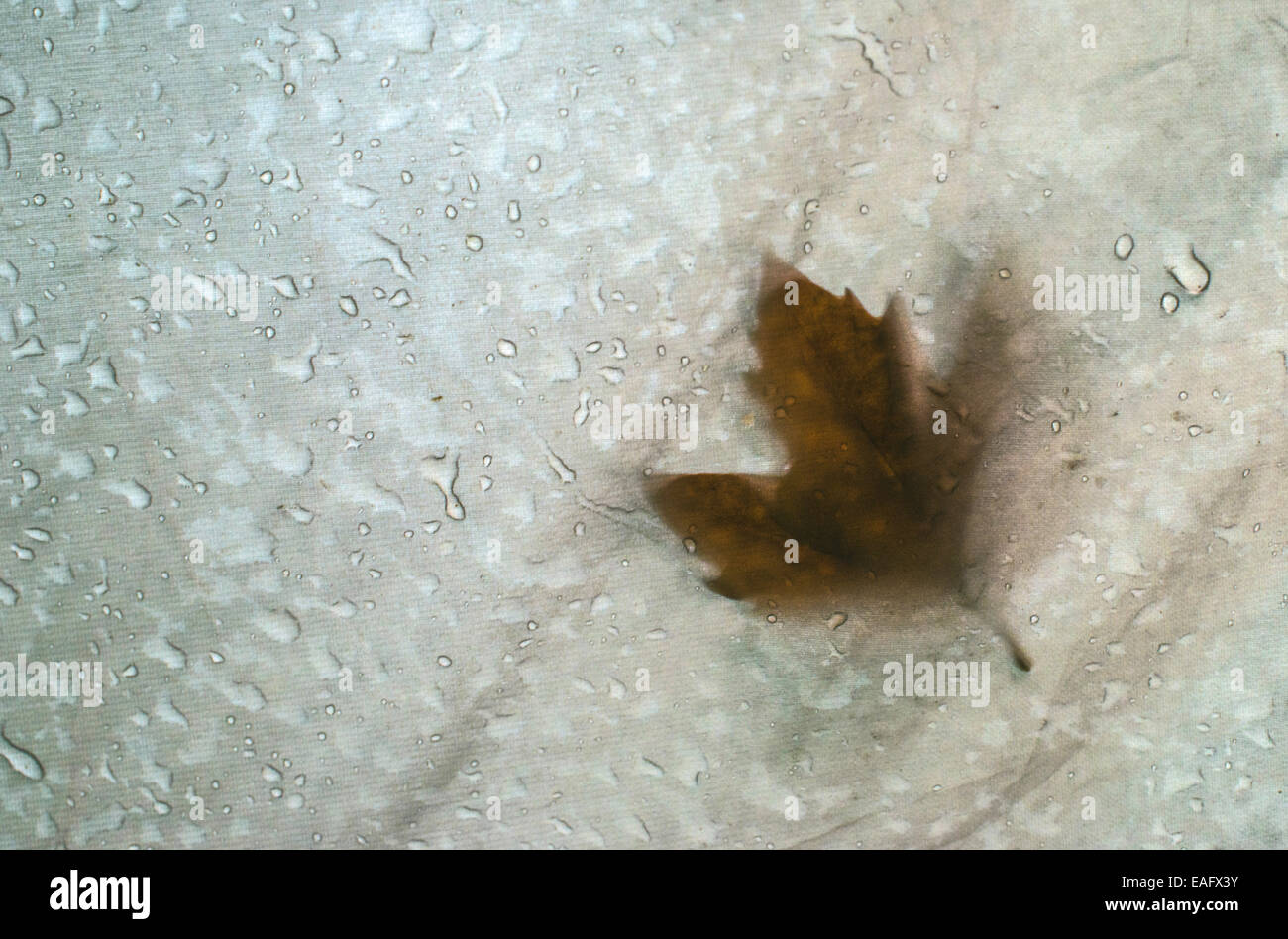 Herbst Blatt am Zelt in regnerischen Tag Stockfoto