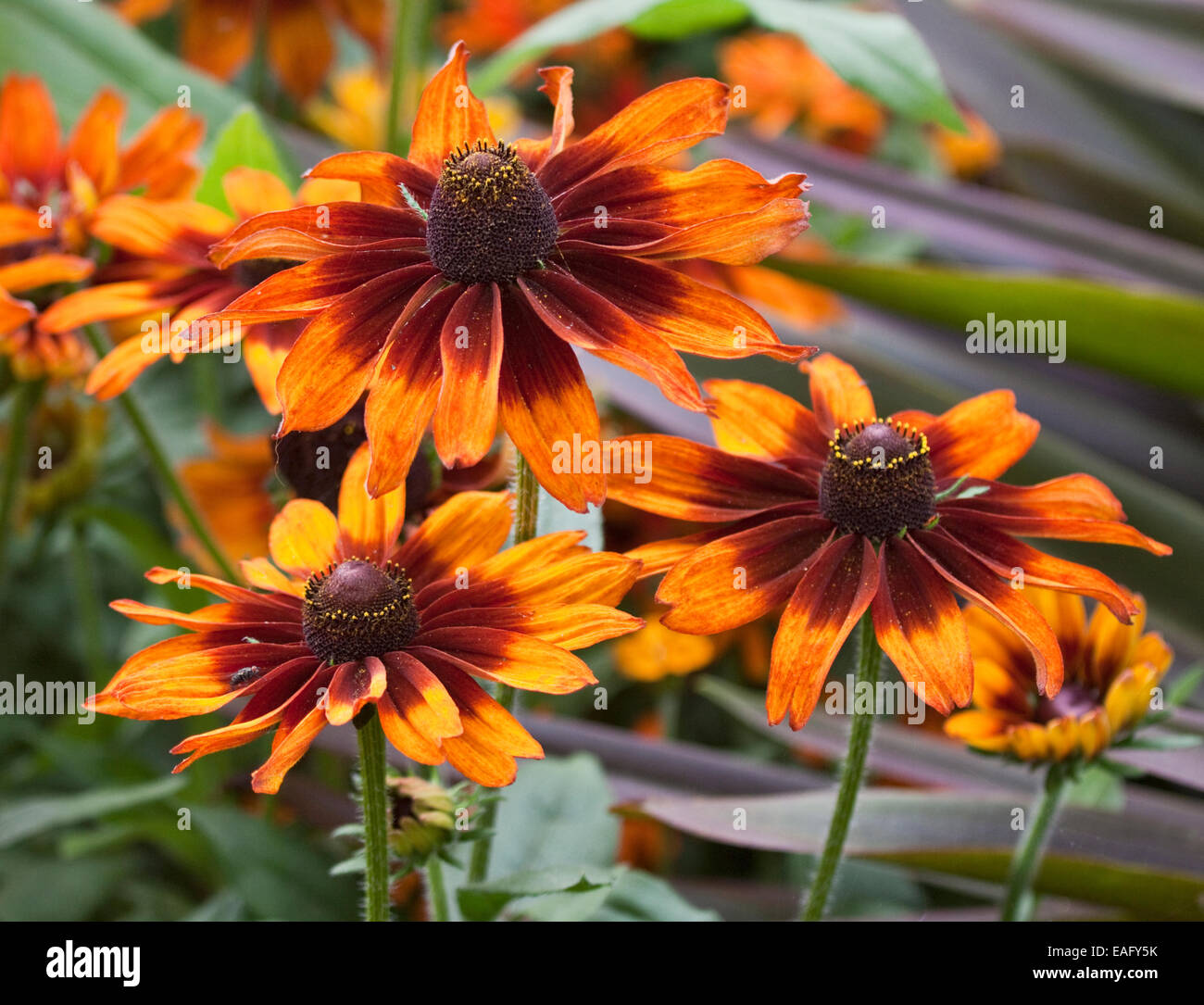 Gelbe Echinacea (Sonnenhut), UK Stockfoto