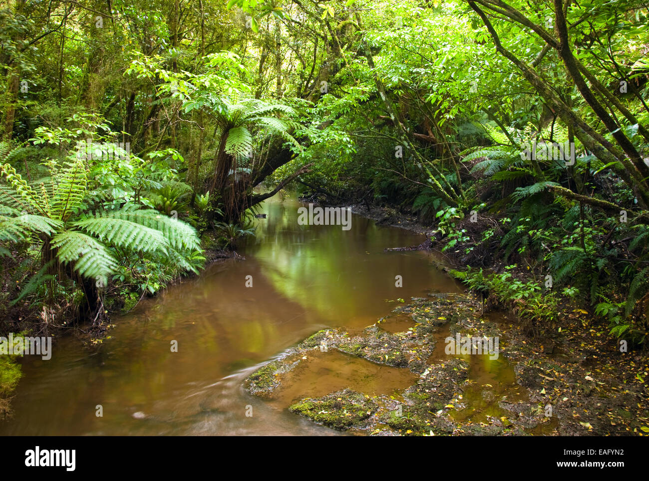 Bach im Herzen des Regenwaldes, Neuseeland Stockfoto