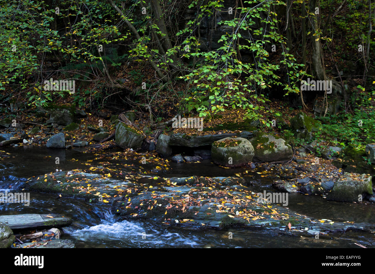 Schnelle Wasserstrom mit viel gelbes Laub im Herbst Stockfoto