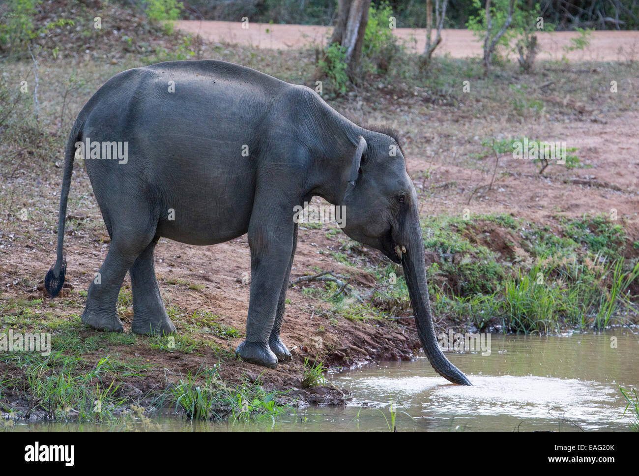 Sri Lanka Elefant (Elephas Maximus Maximus) eine Unterart des asiatischen Elefanten, Yala-Nationalpark, Sri Lanka Stockfoto