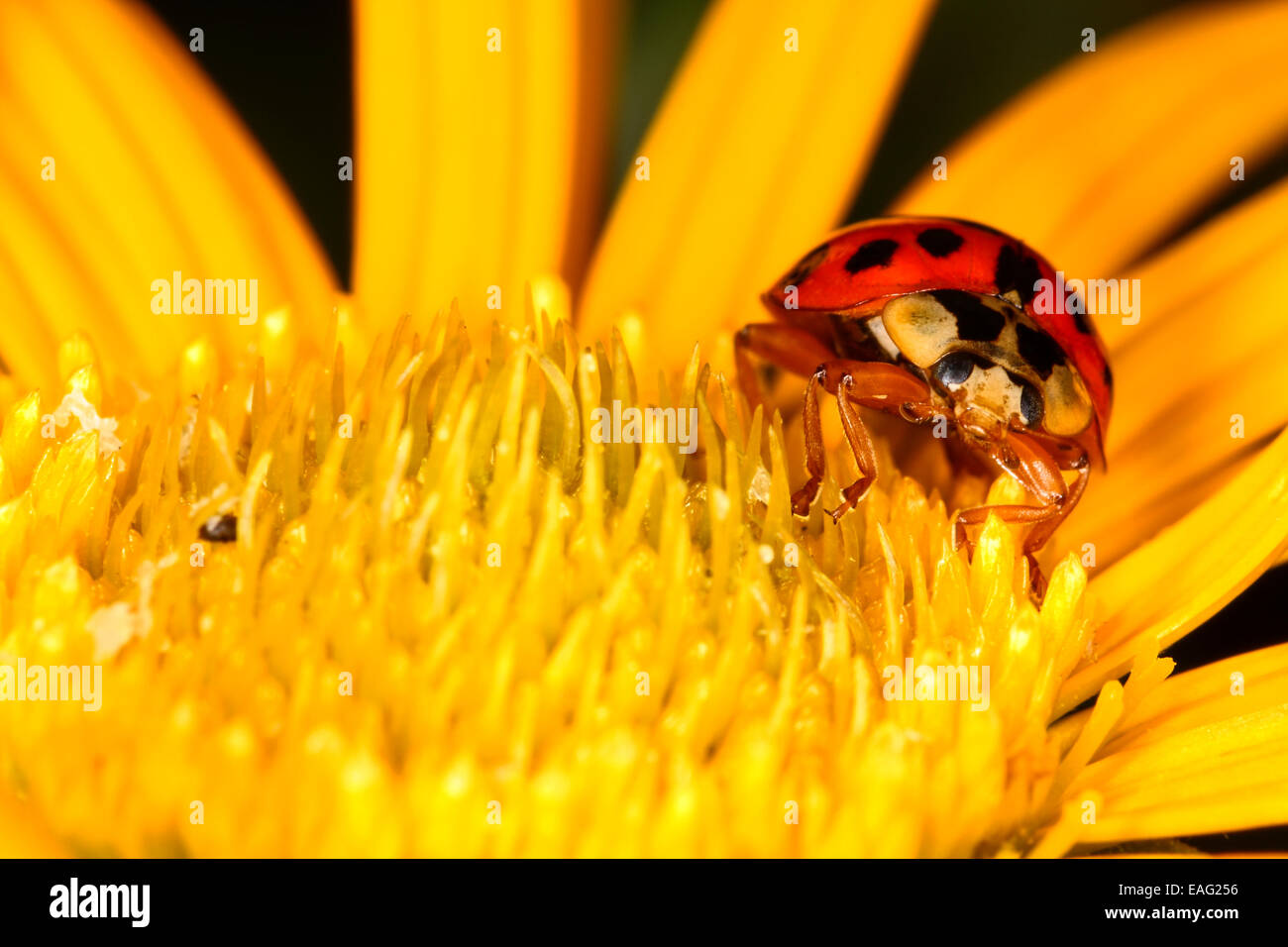 Nahaufnahme von Marienkäfer auf einer Blume Stockfoto