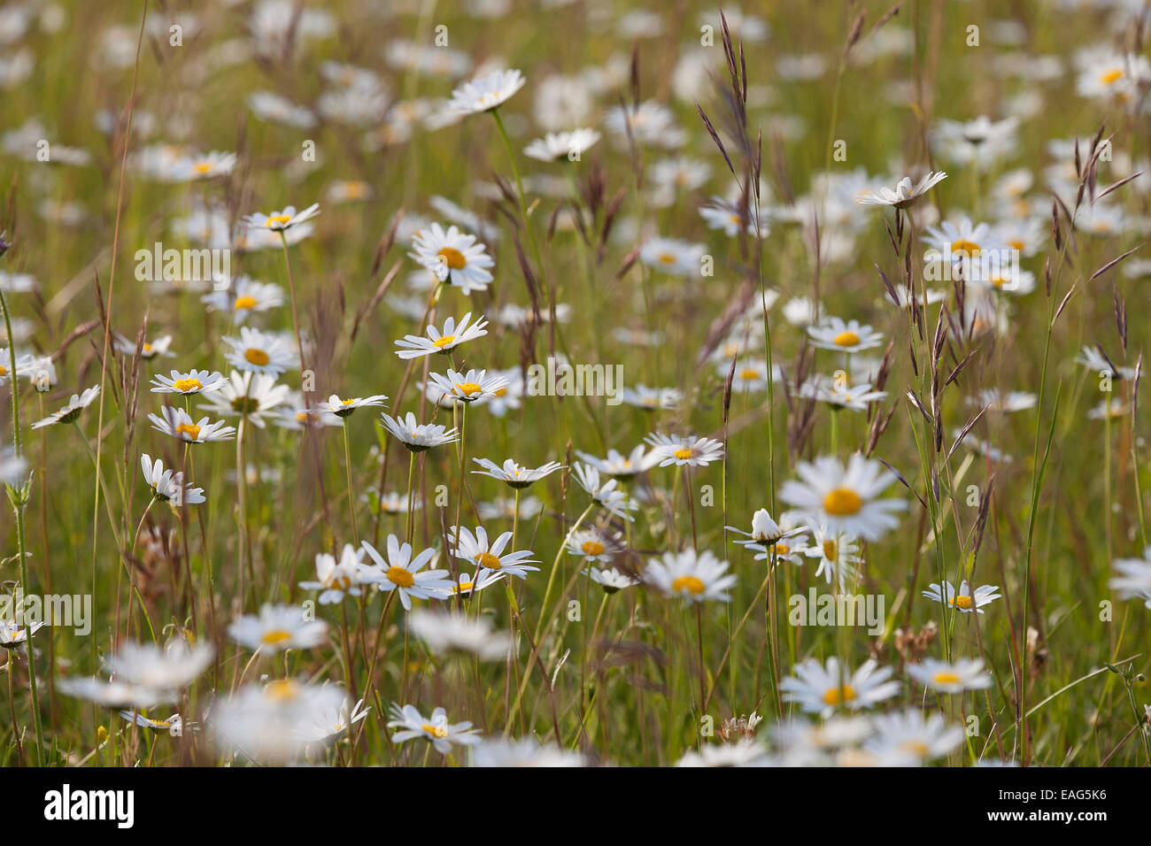 Ochsen-Auge Gänseblümchen / Oxeye Daisy (Leucanthemum Vulgare / Chrysanthemum Leucanthemum) in Blüte auf Wiese Stockfoto