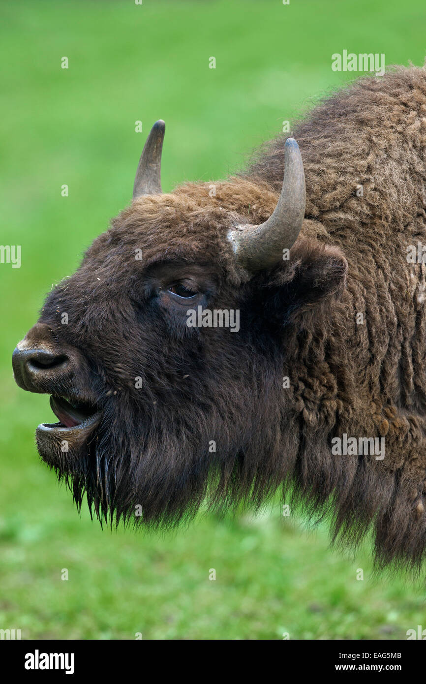 Porträt des europäischen Bisons Nahaufnahme / Wisent (Bison Bonasus) brüllen Stockfoto