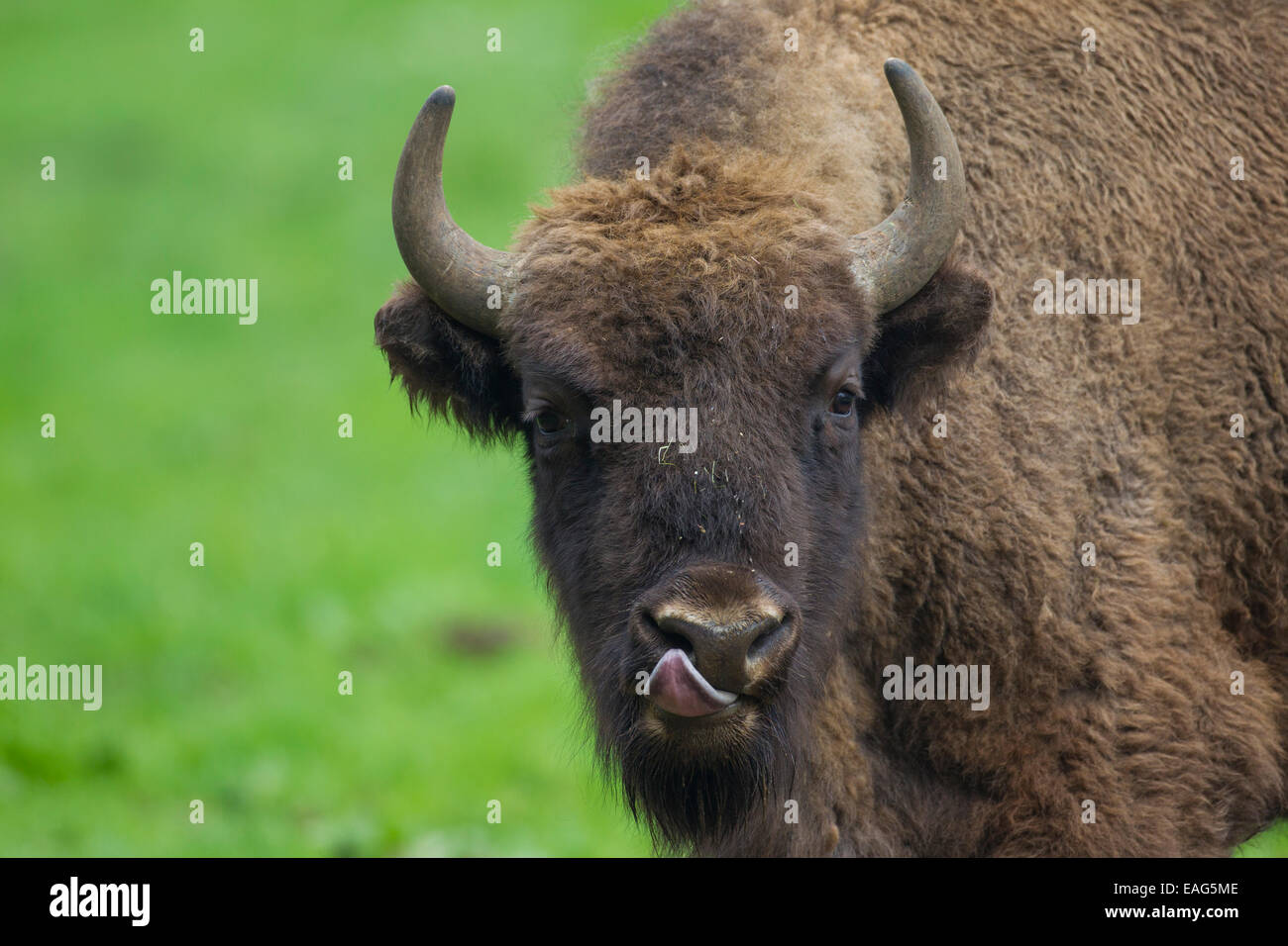 Porträt des europäischen Bisons Nahaufnahme / Wisent (Bison Bonasus) leckt seine Nase Stockfoto