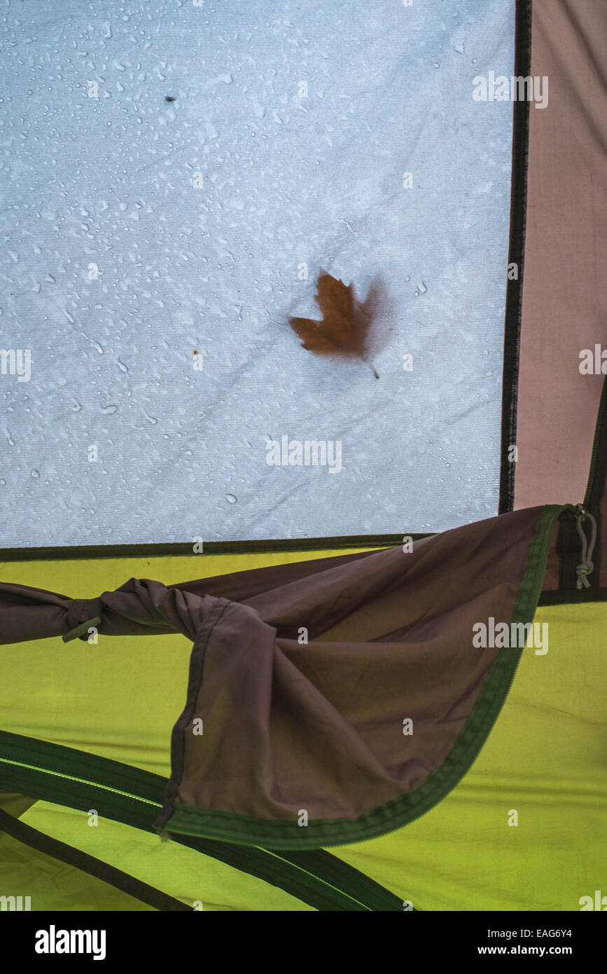 Herbst Blatt am Zelt in regnerischen Tag Stockfoto