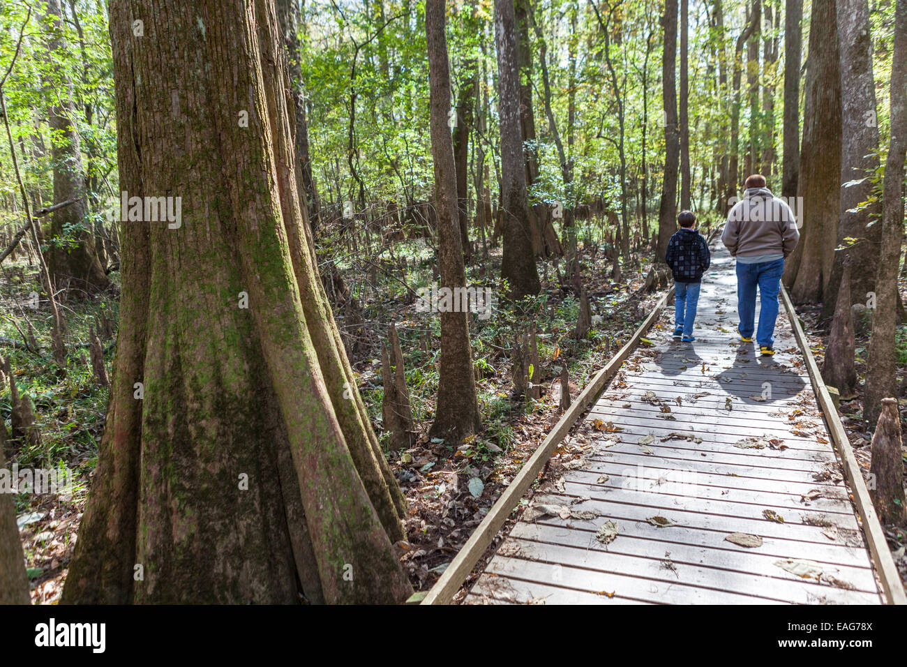 Eine Familie geht die Promenade Schleife durch Congaree Nationalpark, die größte intakte Weite des alten Flussniederung Laubwald im Südosten der Vereinigten Staaten in Columbia, South Carolina. Stockfoto