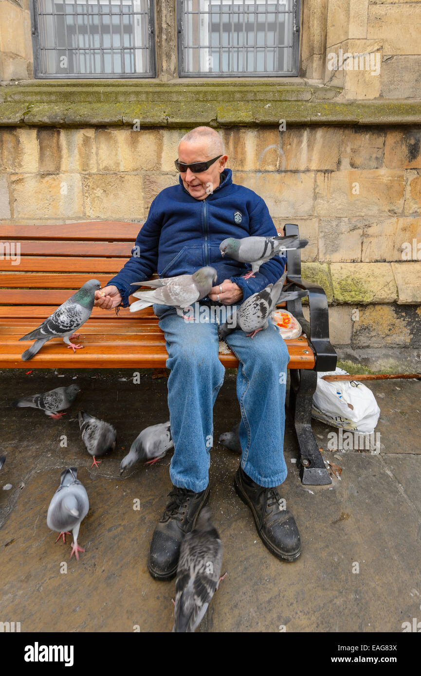 Ein lächelnder älterer Mann in umlaufende Sonnenbrille Fütterung der Vögel saßen auf ein urbanes Zentrum Bank in York, Großbritannien Stockfoto