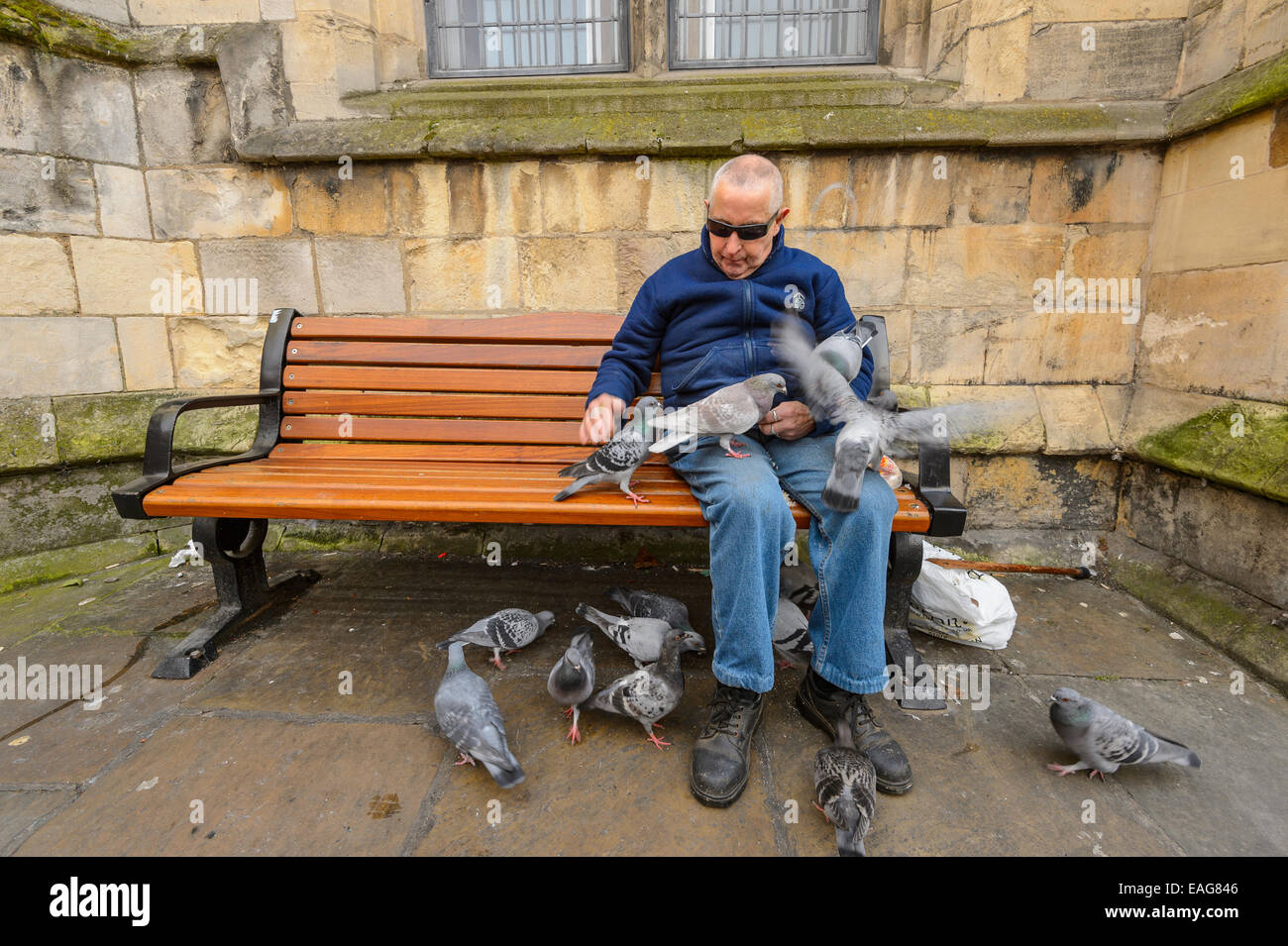 Ein Mann in umlaufende Sonnenbrille die wilden Tauben füttern, mit Paniermehl in York, Großbritannien. Sie sind zu seinen Füßen und auf seinem Schoß. Stockfoto