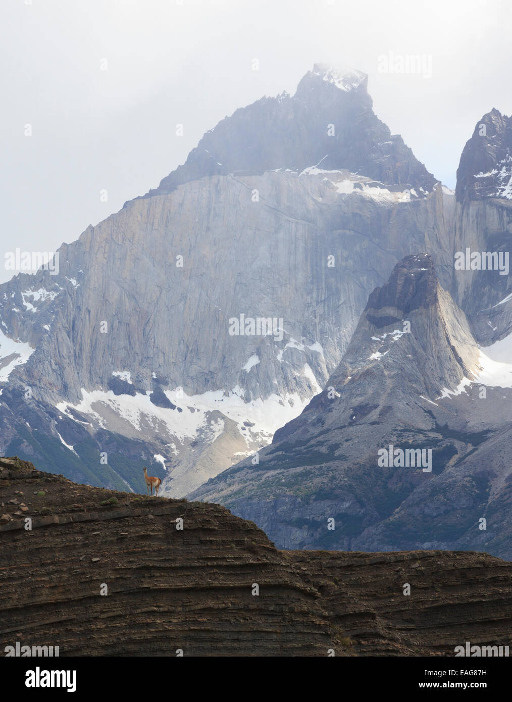 Guanako auf einem Hügel, Torres Del Paine Nationalpark, Chile Stockfoto