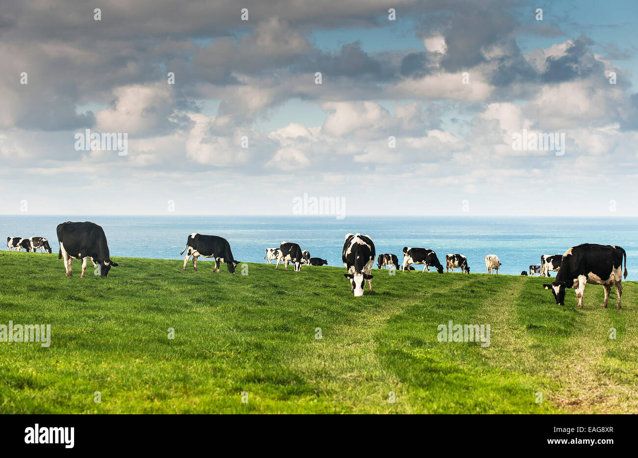 Milchkühe - eine Herde Kühe grasen auf einem Feld in Cornwall. Stockfoto