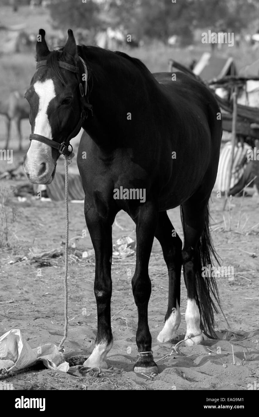 Pferd, Männlich, Weiblich, Augen, Haare, Seil in Pushkar, Rajasthan, Indien. Stockfoto