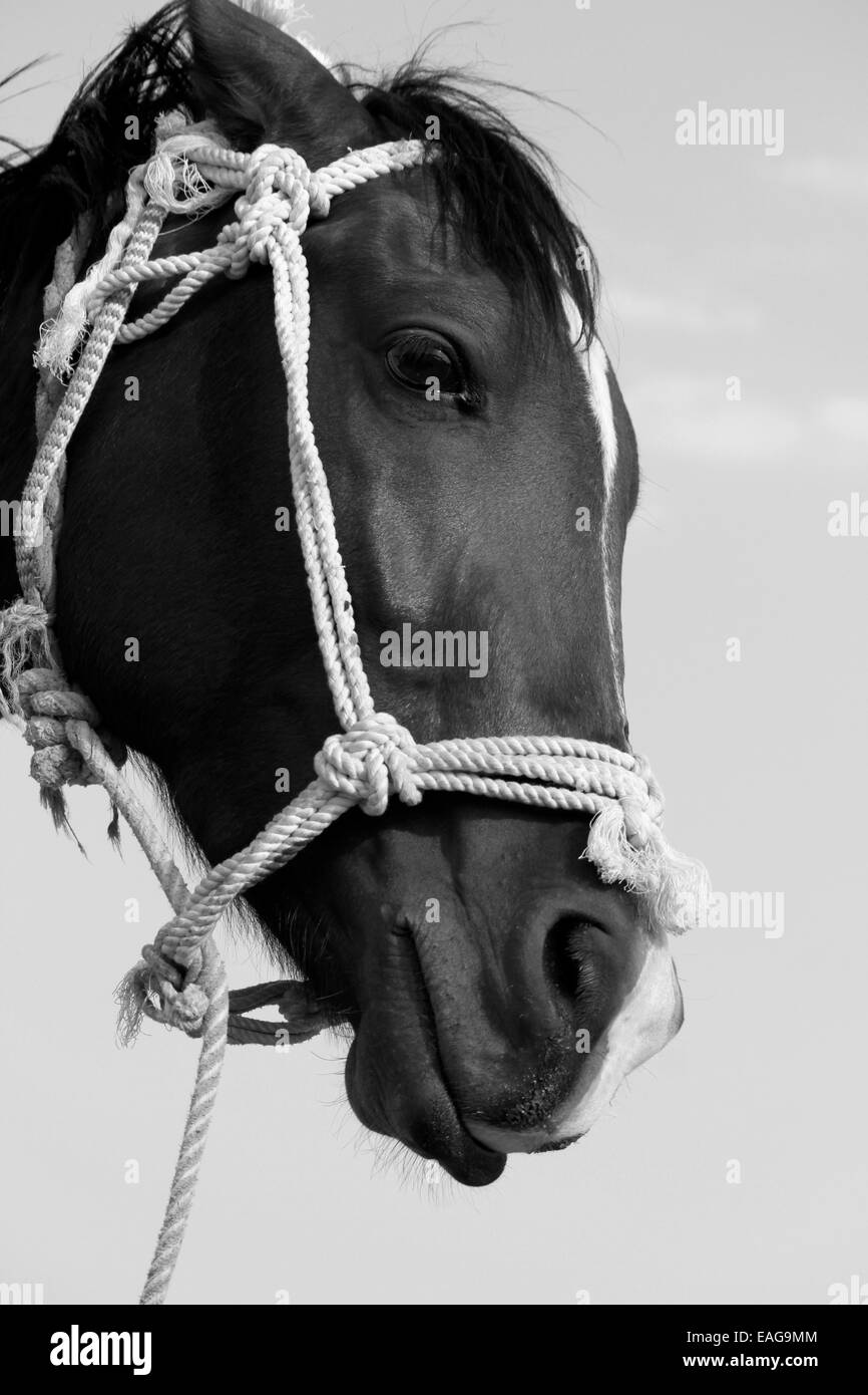 Pferd, Männlich, Weiblich, Augen, Haare, Seil in Pushkar, Rajasthan, Indien. Stockfoto
