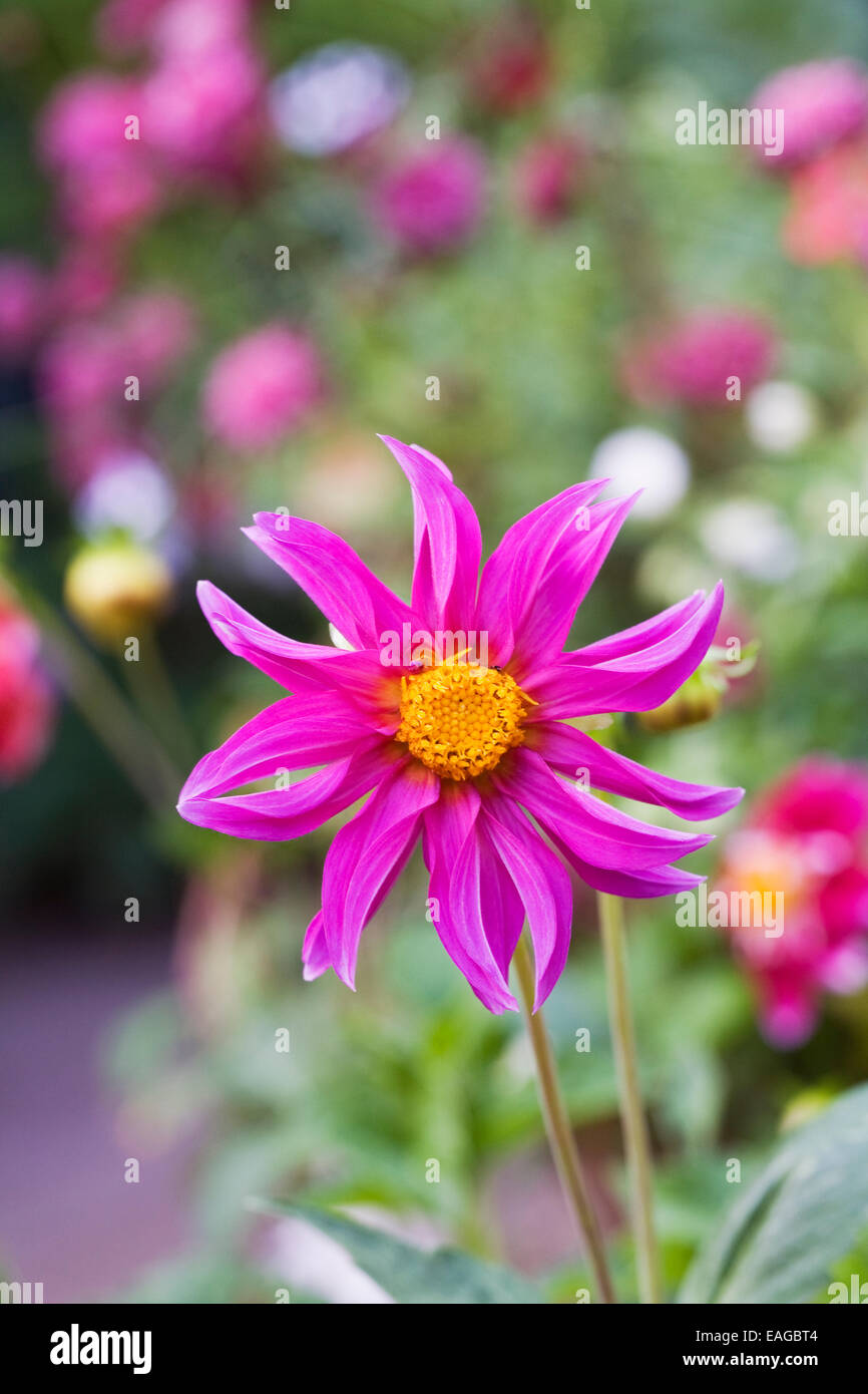 Magenta pink Dahlia in der Blume-Grenze. Stockfoto