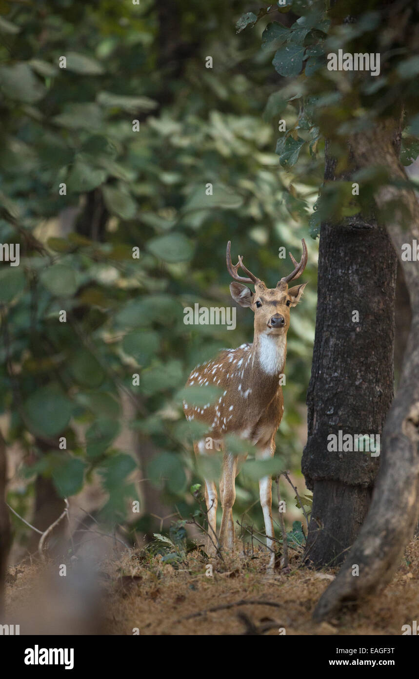Ein Spotted Reh (Achse-Achse) in Indiens Bandhavgarh National Park. Stockfoto