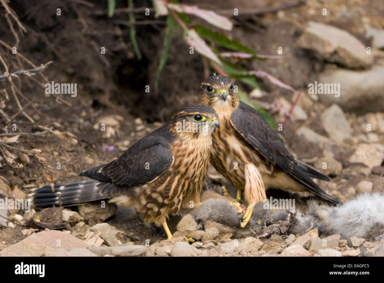 Merlins Fütterung auf eine Schneeschuh-Hasen im Denali-Nationalpark, Alaska im Sommer. Stockfoto