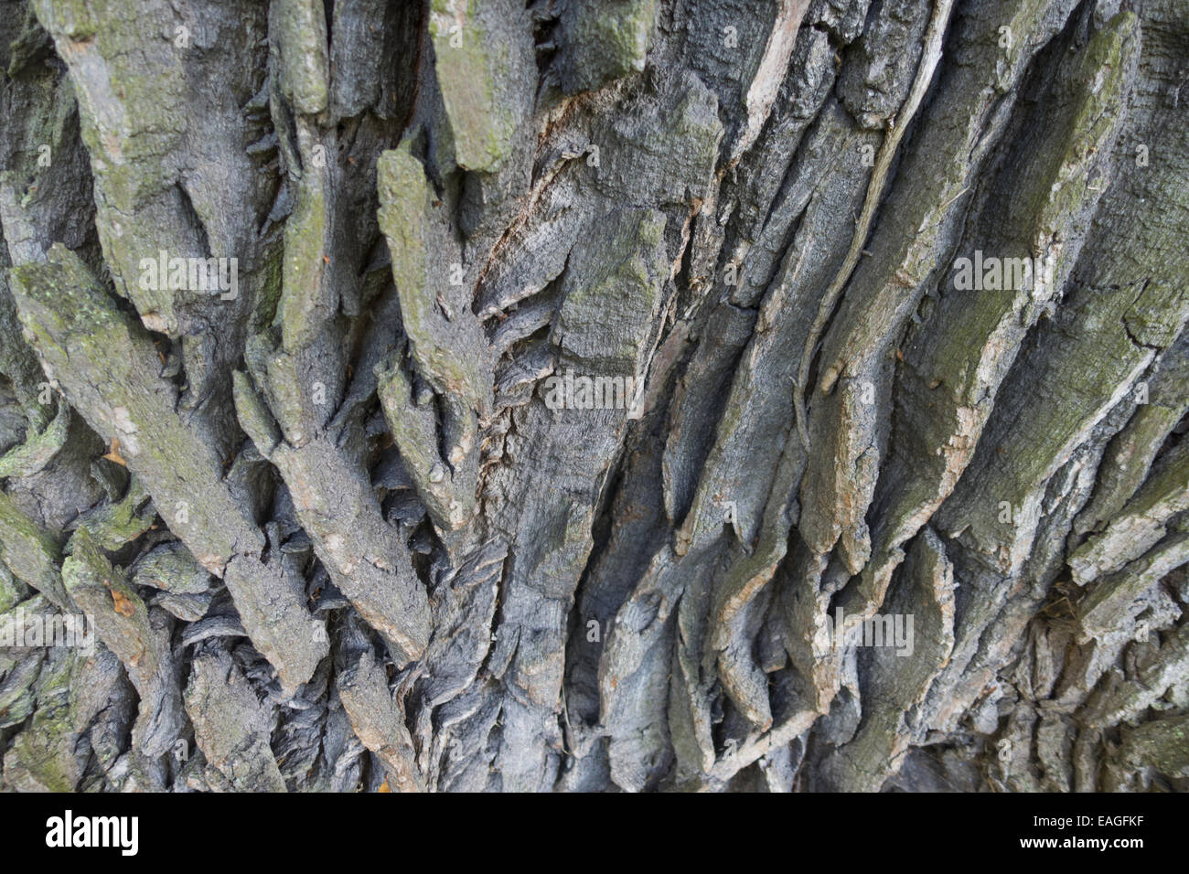 Quercus SP., Harrachpark, Bruck an der Leitha, Niederösterreich, Österreich Stockfoto