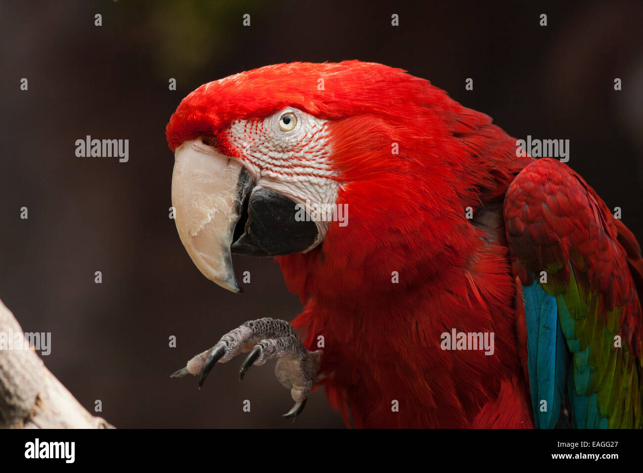 Scarlet Ara-Porträt Stockfoto