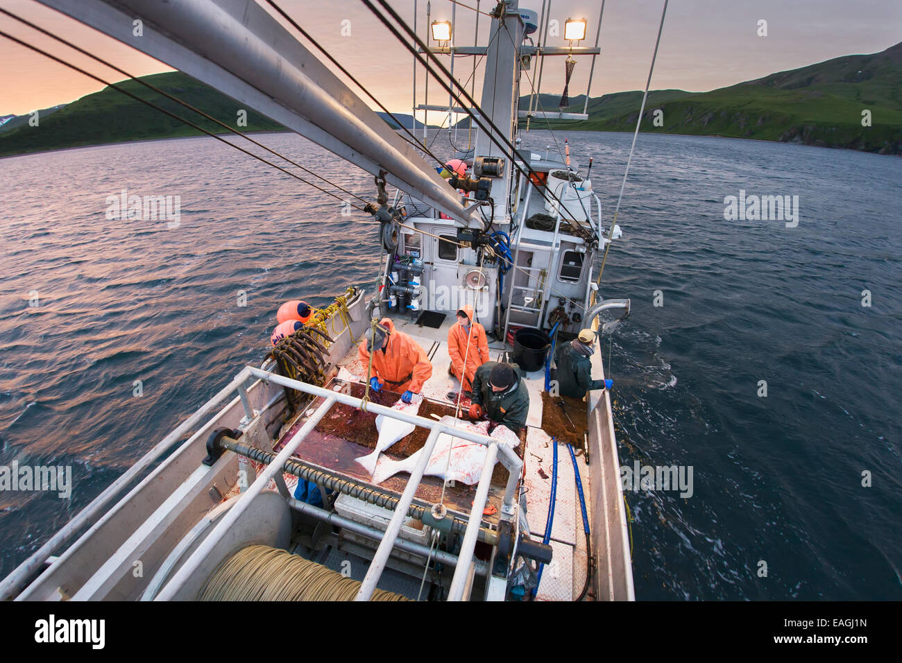 Ausnehmen Heilbutt beim kommerziellen Longline Fischen in der Nähe von Cold Bay, Südwest-Alaska, Sommer. Stockfoto