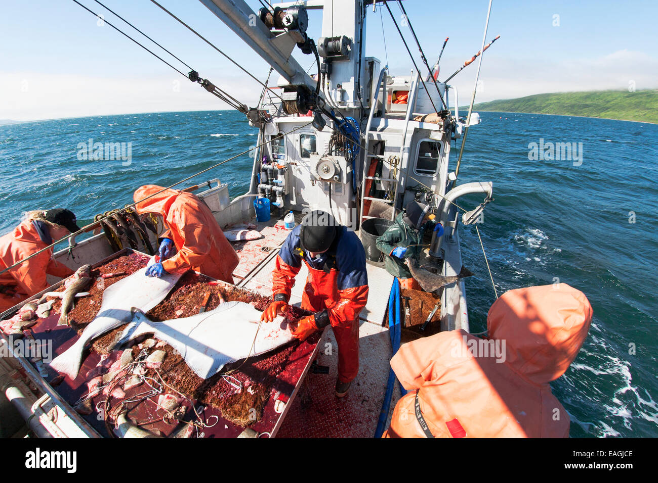 Ausnehmen Heilbutt beim kommerziellen Longline Fischen in der Nähe von Cold Bay, Südwest-Alaska, Sommer. Stockfoto