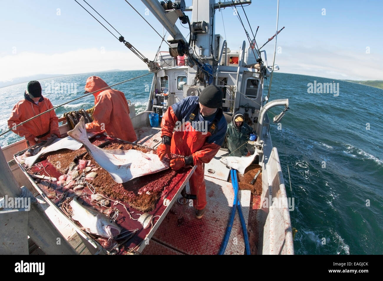 Ausnehmen Heilbutt beim kommerziellen Longline Fischen in der Nähe von Cold Bay, Südwest-Alaska, Sommer. Stockfoto