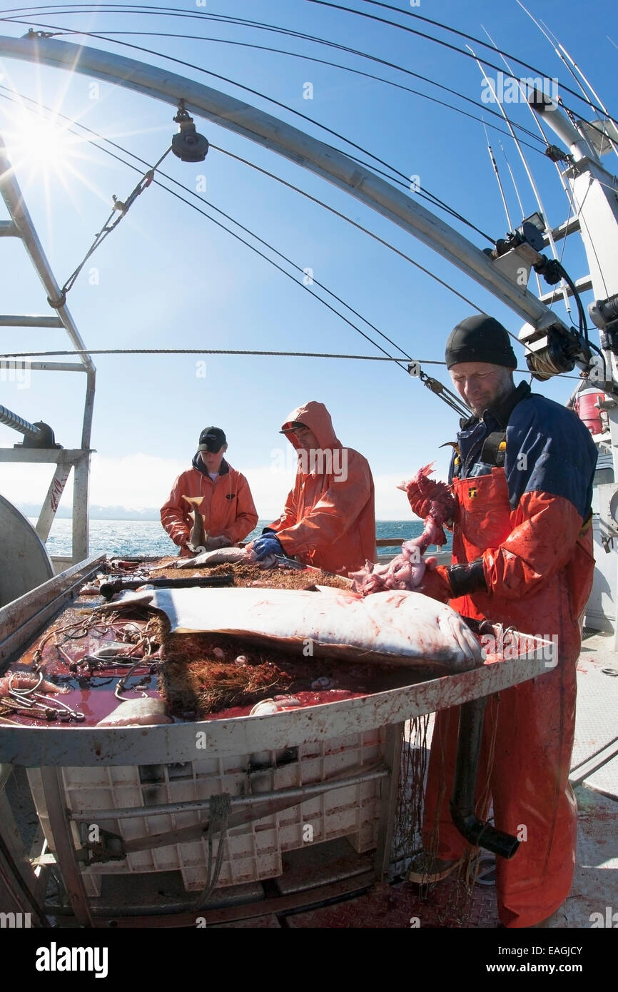 Ausnehmen Heilbutt beim kommerziellen Longline Fischen in der Nähe von Cold Bay, Südwest-Alaska, Sommer. Stockfoto