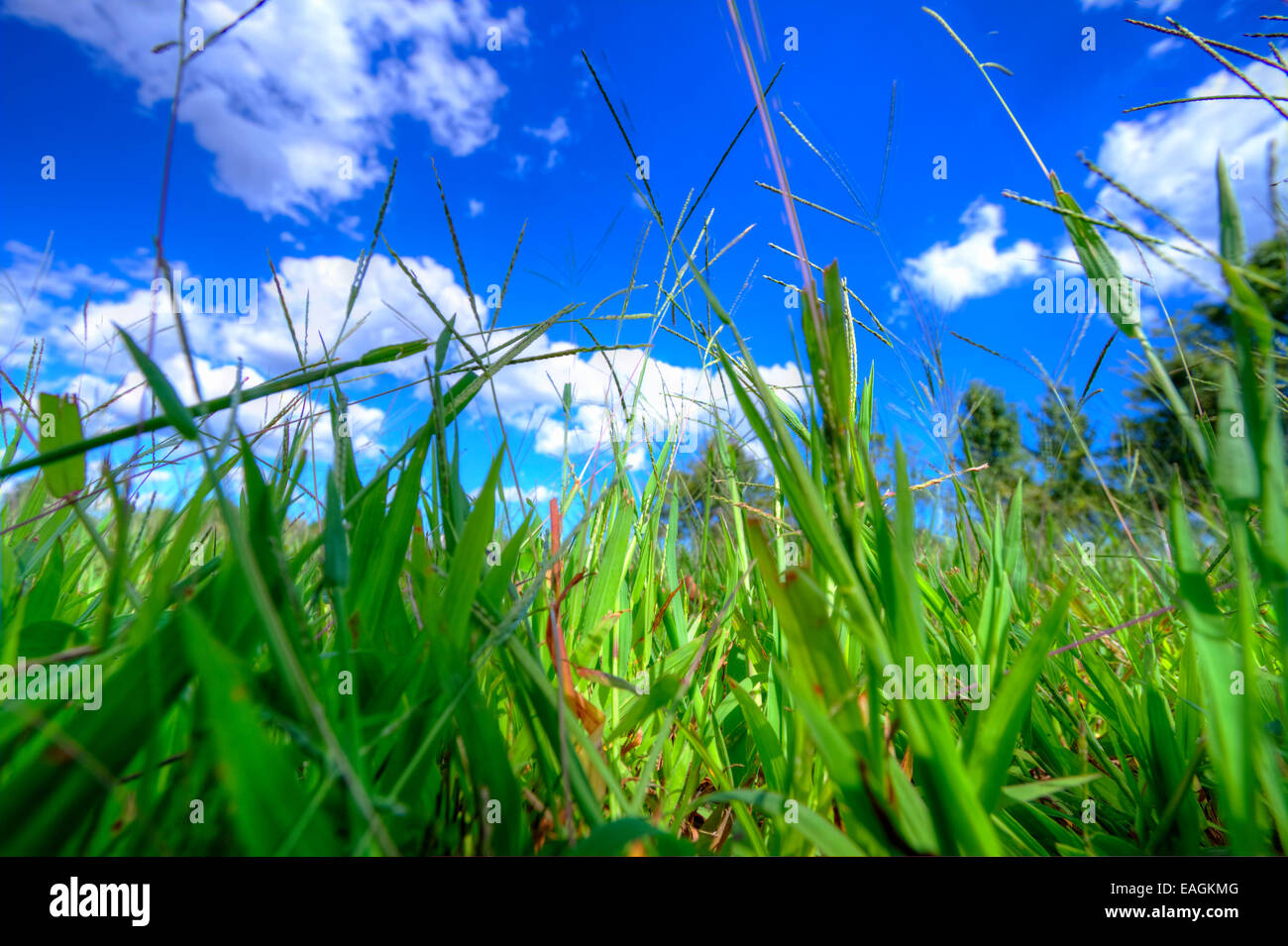Blick auf den grünen Rasen im Park. Stockfoto