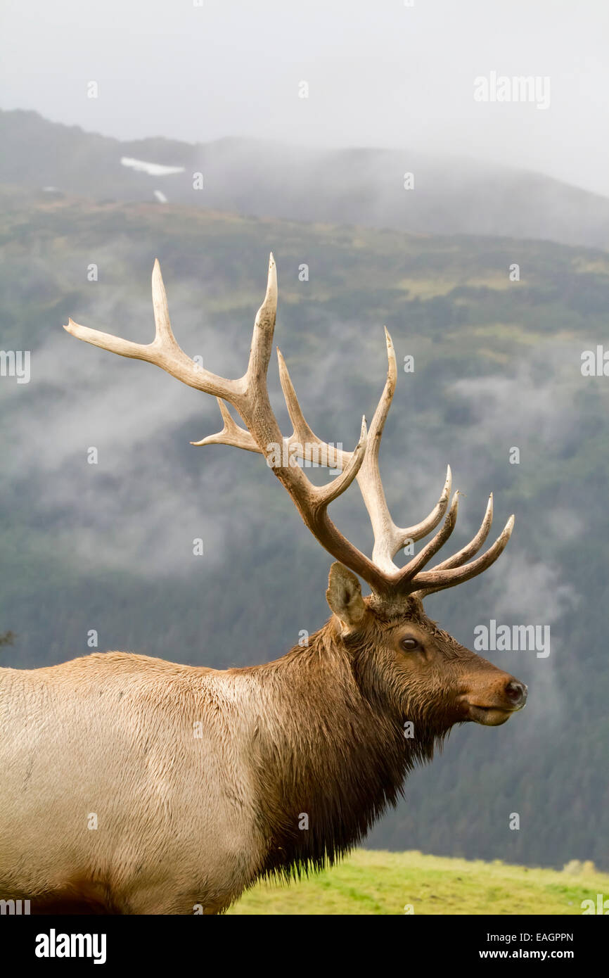 Doug, Lindstrand, Erwachsener, Alaska Stockfoto