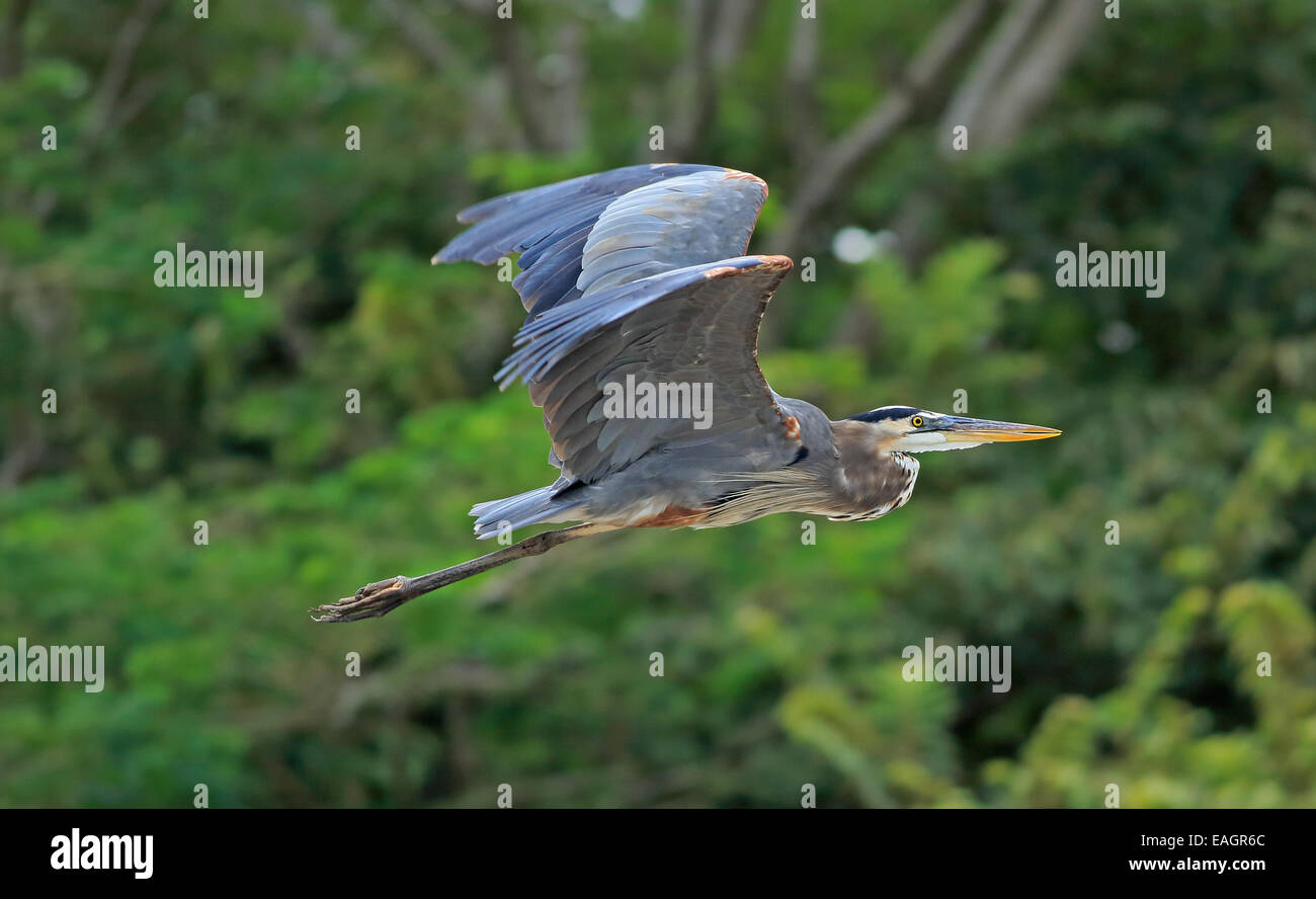 Great Blue Heron (Ardea Herodias) fliegen. River Tempisque, Guanacaste, Costa Rica. Stockfoto