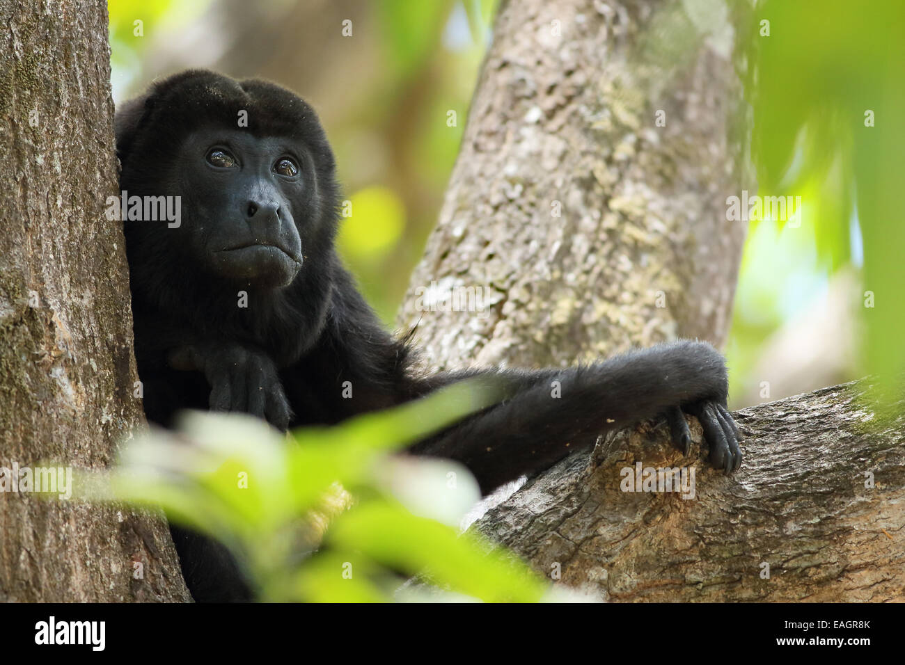 Männliche Jaguaren Brüllaffen (Alouatta Palliata). Tropischen Trockenwald. Nationalpark Palo Verde, Guanacaste, Costa Rica. Stockfoto