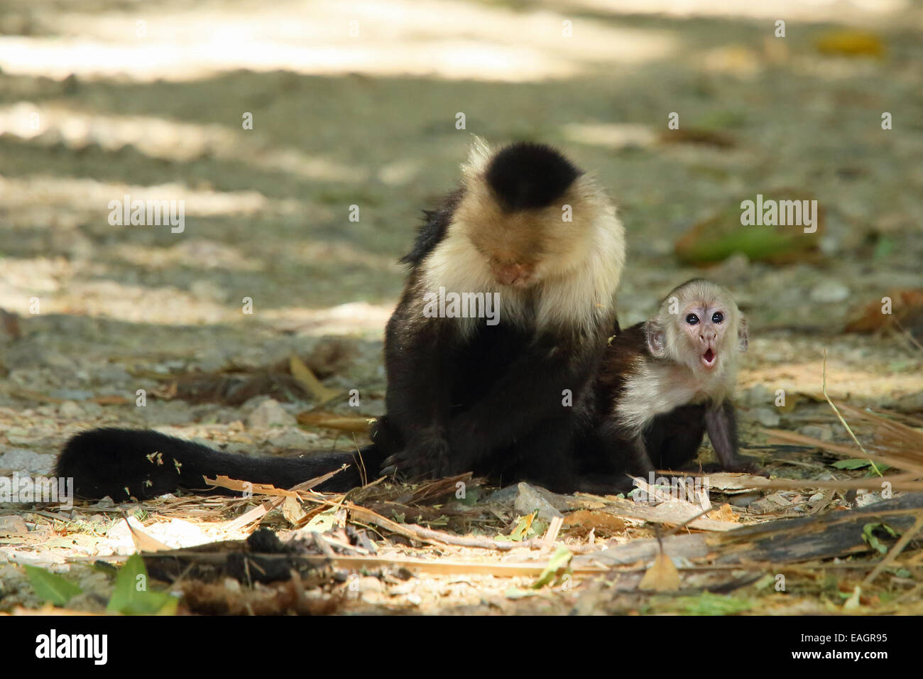 Weibliche White-faced Capuchin Affen (Cebus Capucinus) mit Baby. Auf einer Straße in tropischen Trockenwald, Palo Verde Nationalpark, Guan Stockfoto