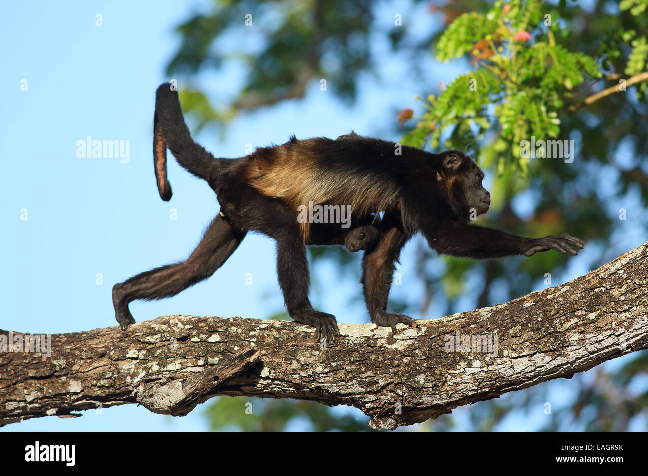 Jaguaren Brüllaffen (Alouatta Palliata) - Mutter und baby. Tropischen Trockenwald. Nationalpark Palo Verde, Guanacaste, Costa R Stockfoto