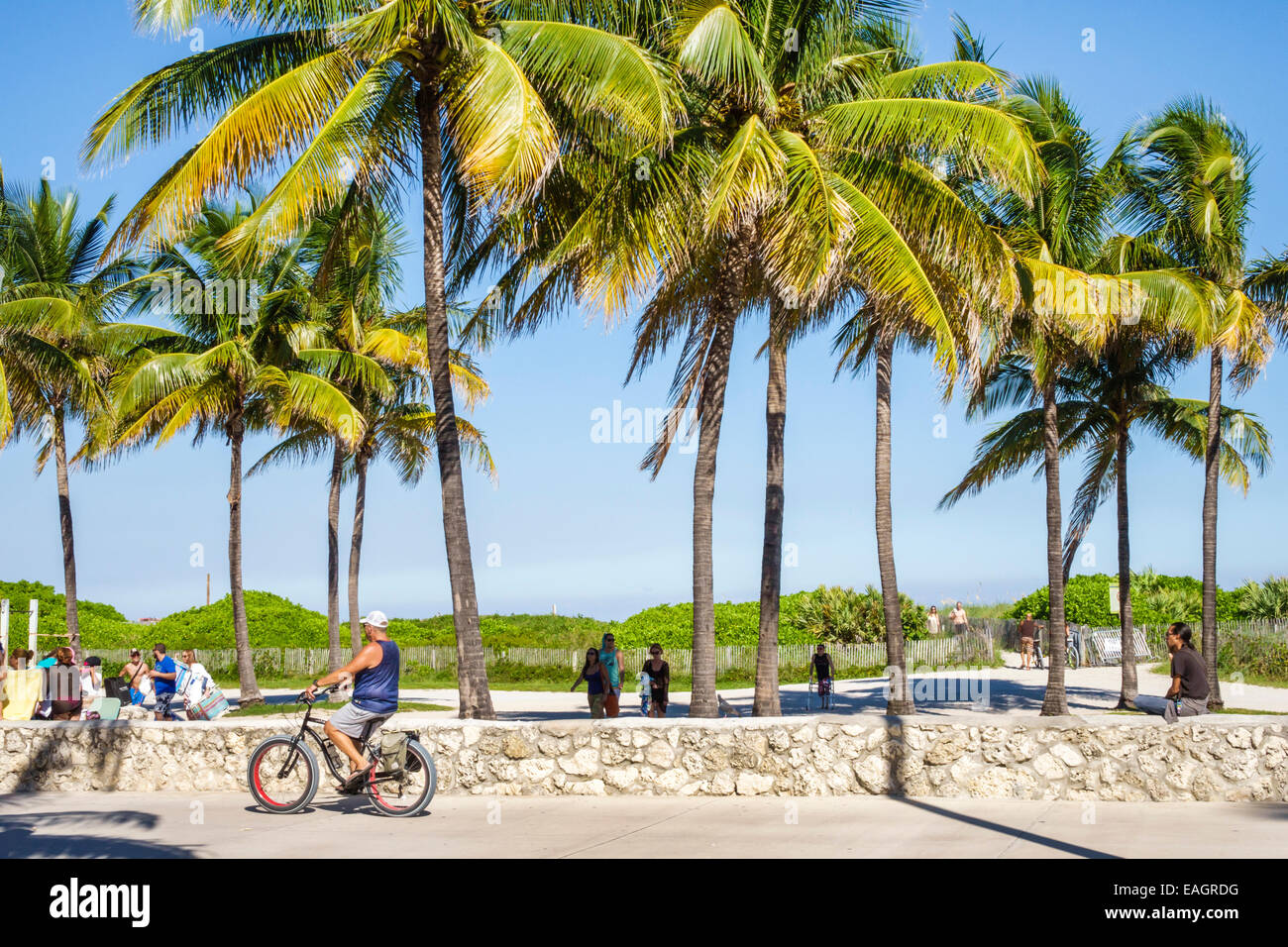 Miami Beach Florida, Lummus Park, Serpentine Trail, Männer männlich, reiten, Fahrrad fahren, radeln, reiten, Radfahren, Fahrer, Palmen, FL141031036 Stockfoto