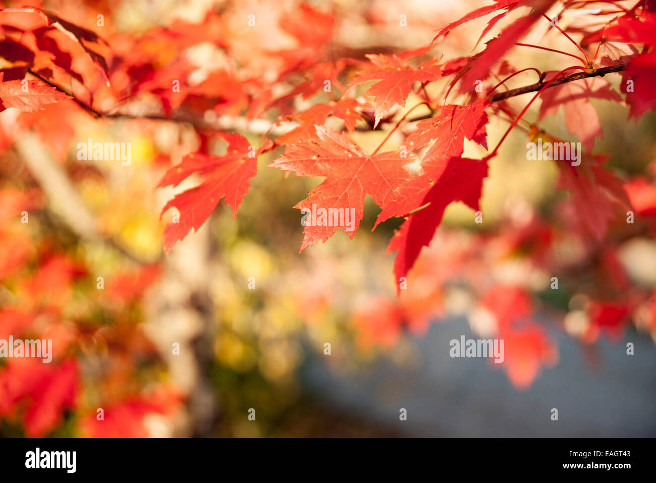 Ahornblatt in differenzielle Fokus f Stockfoto