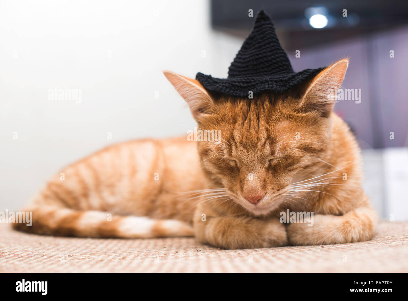 Orange Katze mit schwarzen Kappe Stockfoto