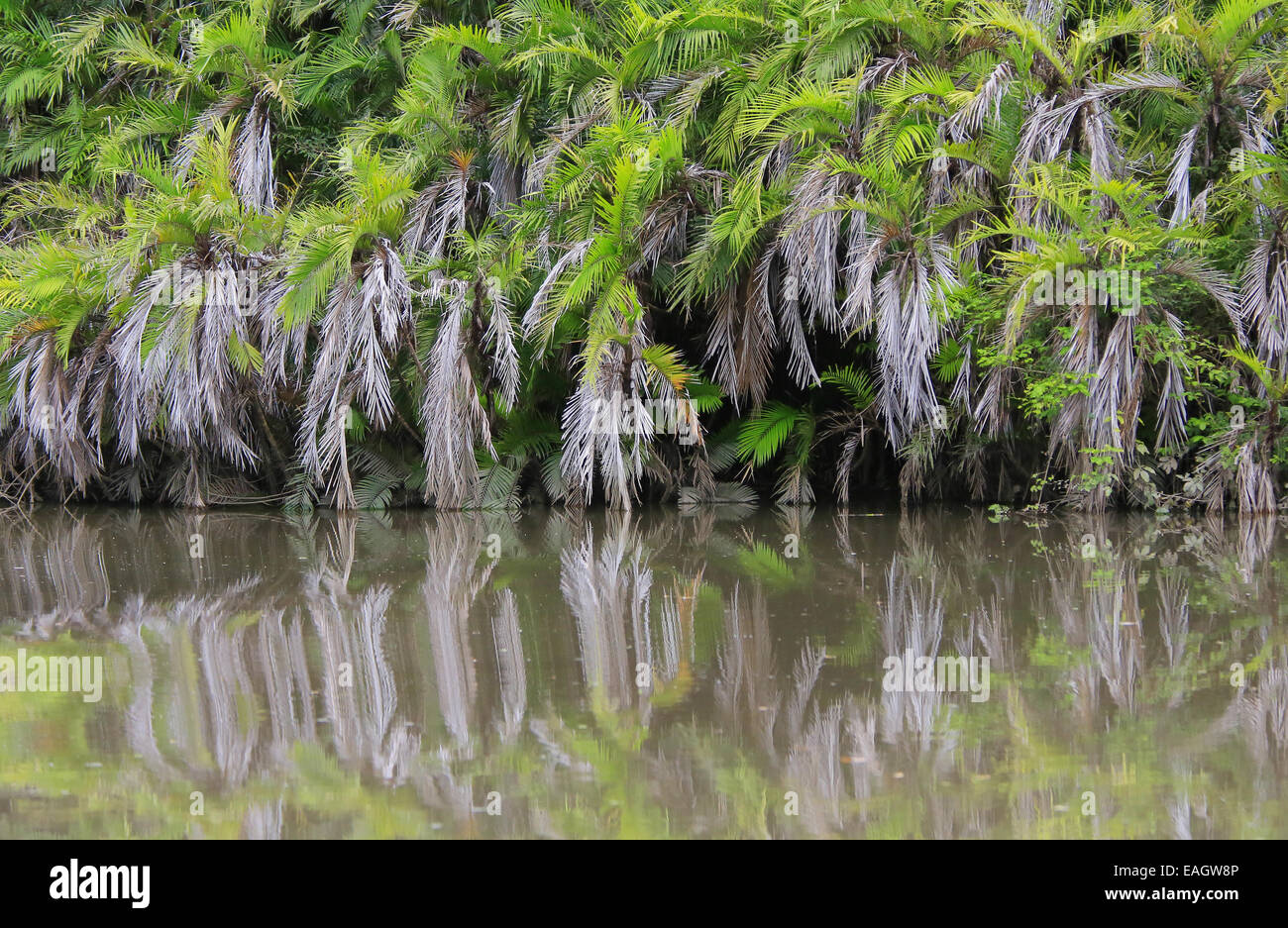 Palmen am Ufer des Flusses Tempisque, Guanacaste, Costa Rica. Oktober 2013. Stockfoto