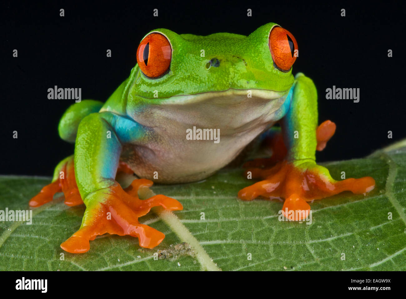 Rotäugigen Baumfrosch / Agalychnis Callidryas Stockfoto