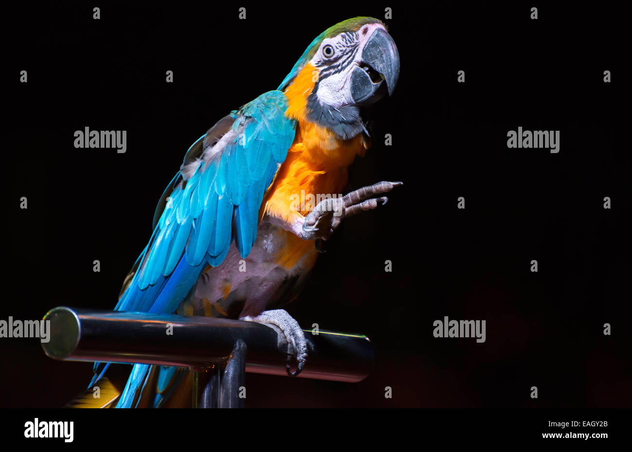 Blaue Papagei im Zirkus Stockfoto