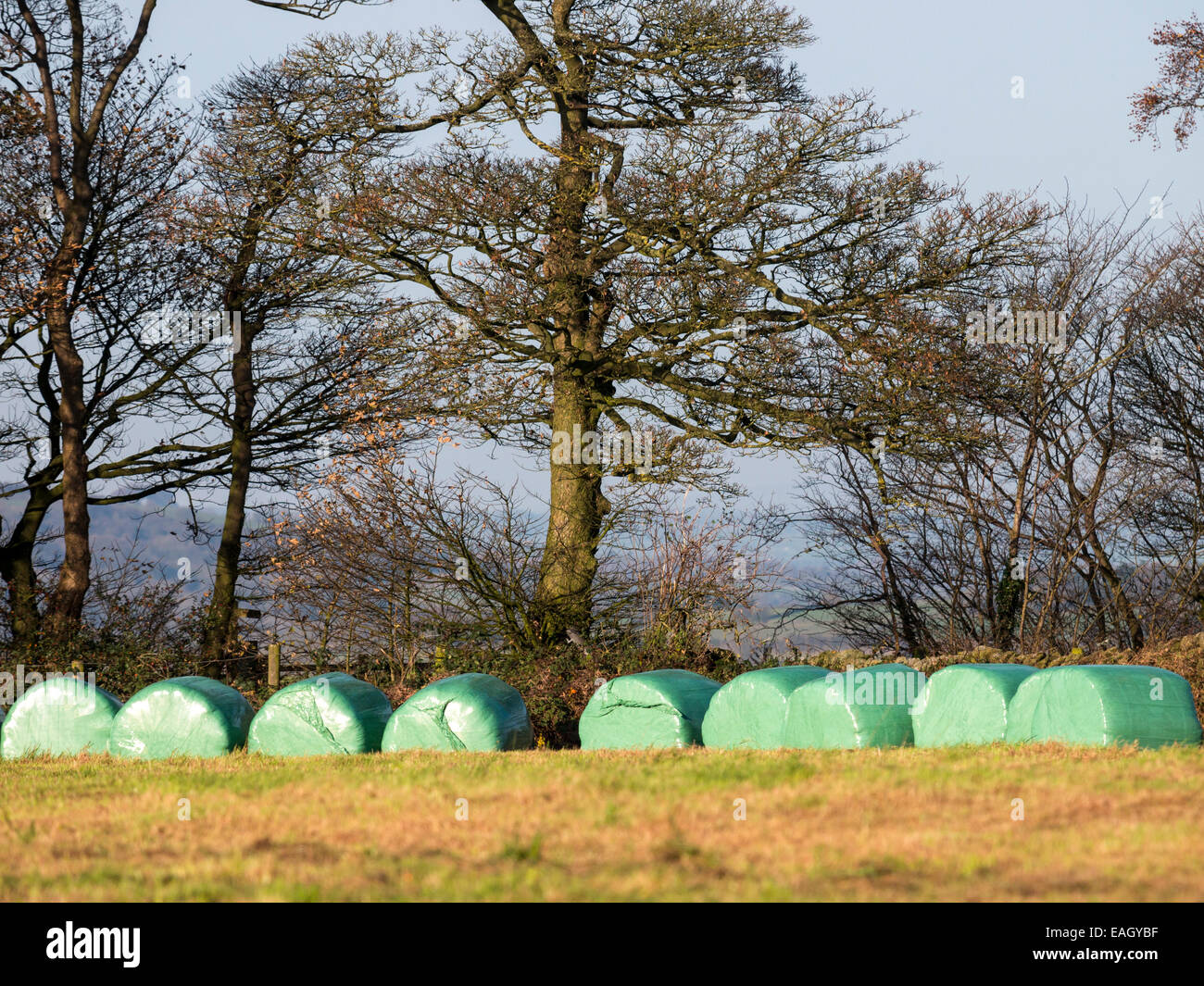 Kunststoff verpackt Heuballen in einem Feld, Derbyshire, uk Stockfoto